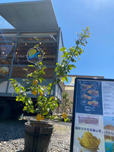 Load image into Gallery viewer, フードトラックカフェに設置された「旅空Cafe -YAHIKO-｜スパイスカレーと檸檬の店」ネオンサインロゴ
