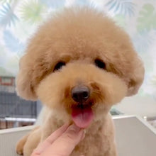 Load image into Gallery viewer, t-ドッグサロン　わんちゃん
