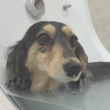 Load image into Gallery viewer, t-ドッグサロン　わんちゃん2
